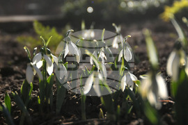 Исперих - кокичета