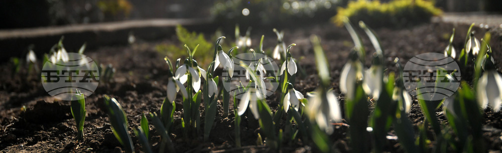 Исперих - кокичета