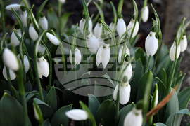 Исперих - кокичета