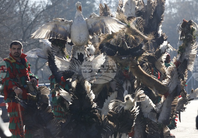 Сурвакари от Пернишко ще посетят парк „Борисова градина“ в София, за да покажат изкуството на маскарадната обредност