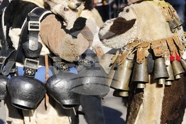 Фестивал „Сурва“