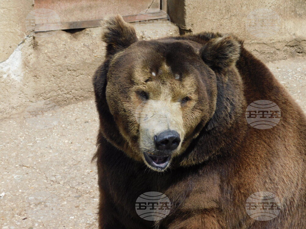 Общо 25 са нападенията от мечки върху селскостопанско имущество в Смолянско от началото на годината