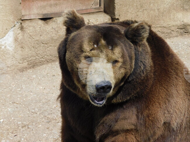 Общо 25 са нападенията от мечки върху селскостопанско имущество в Смолянско от началото на годината