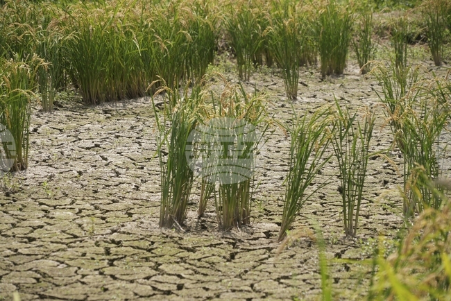 Страната на сушито е изправена пред недостиг и поскъпване на ориза