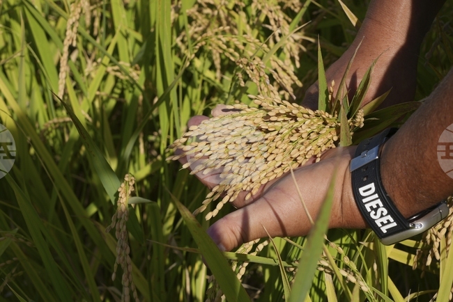 Българската оризова асоциация обяви, че прекратява членството си в Българската аграрна камара