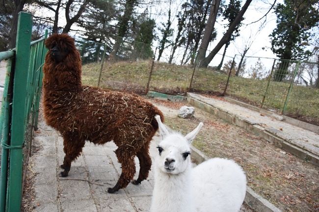 Община Благоевград: Родиха се първите бебета за годината в благоевградския зоопарк, пристигнаха и двойки животни, сред които нанду, елен лопатар и лама