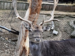 Снимка: Община Благоевград - Родиха се първите бебета за годината в благоевградския зоопарк.