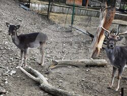Снимка: Община Благоевград - Родиха се първите бебета за годината в благоевградския зоопарк.