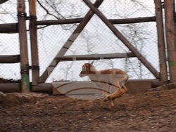 Снимка: Община Благоевград - Родиха се първите бебета за годината в благоевградския зоопарк.