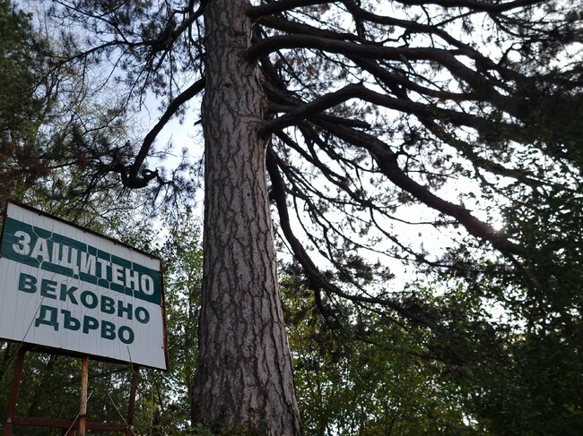 Вековен бор в чернооченското село Пчеларово пази легенда и привлича посетители