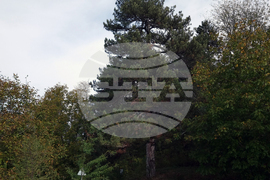 Село Пчеларово - вековен бор