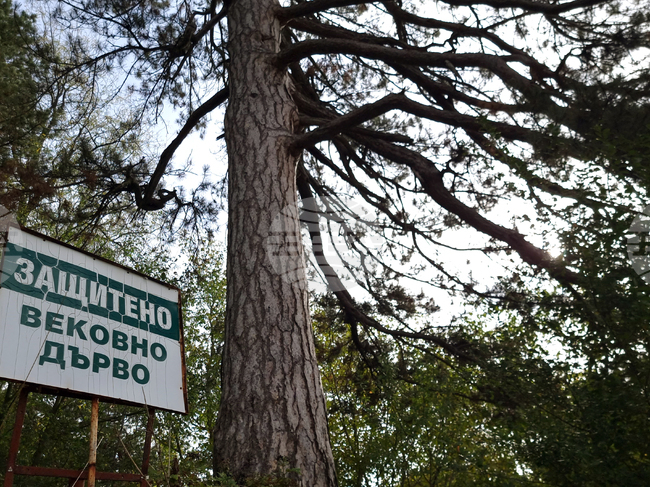 Село Пчеларово - вековен бор