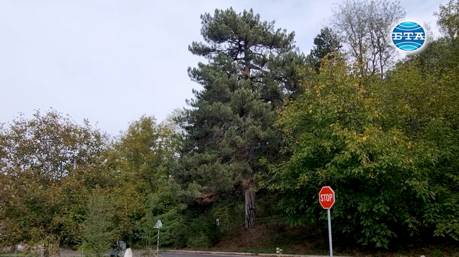 Вековен бор в чернооченското село Пчеларово пази легенда и привлича посетители