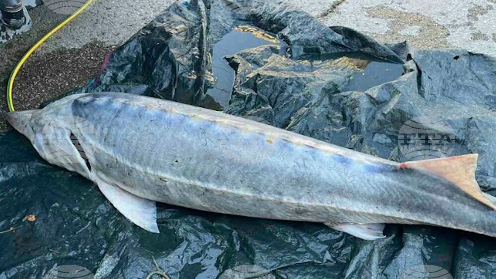 Sturgeons on Brink of Extinction, Warn WWF on St. Nicholas Day