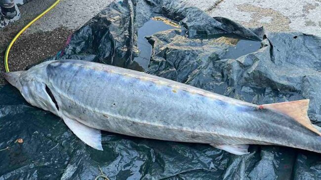 Sturgeons on Brink of Extinction, Warn WWF on St. Nicholas Day