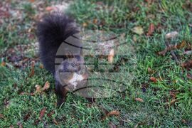 Борисова градина - катерица