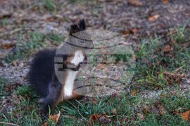 Борисова градина - катерица