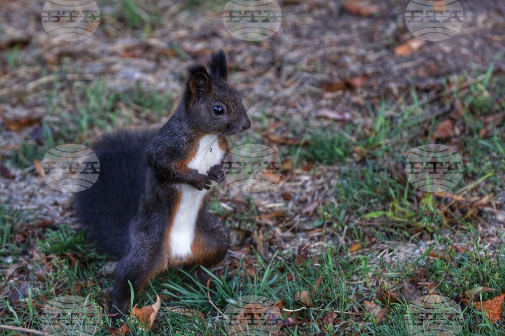 Борисова градина - катерица