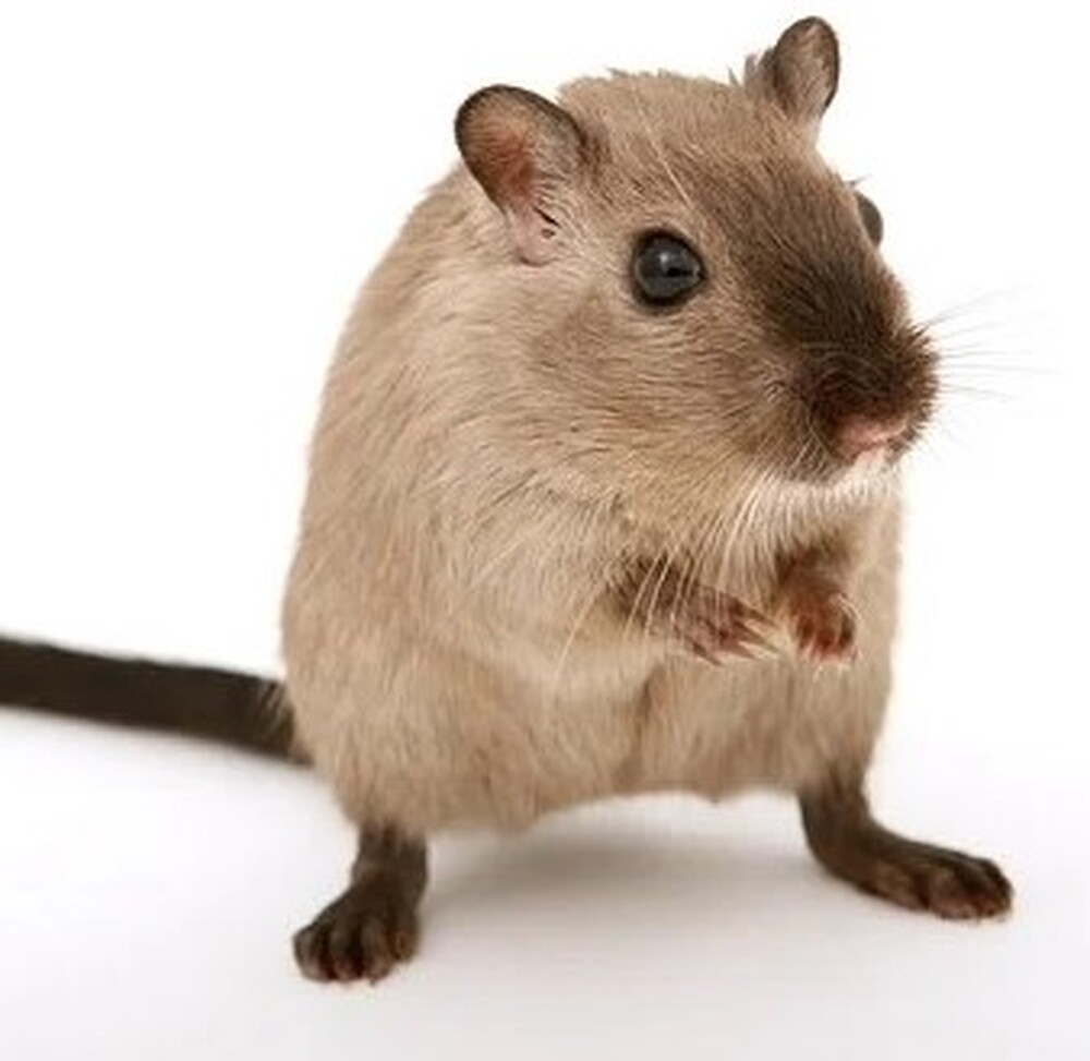 Картини, рисувани от плъхове, се продават на хора от цял свят