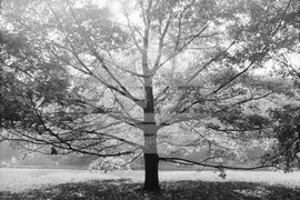 Софийска есен в парка