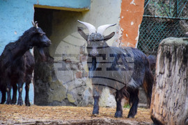 Благоевград - зоопарк
