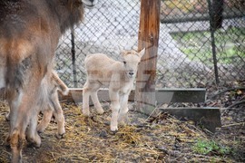 Благоевград - зоопарк