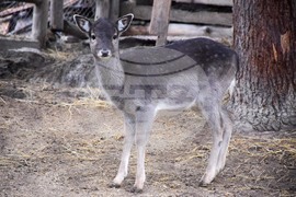 Благоевград - зоопарк