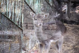 Благоевград - зоопарк