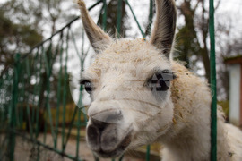 Благоевград - зоопарк