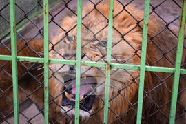 Благоевград - зоопарк