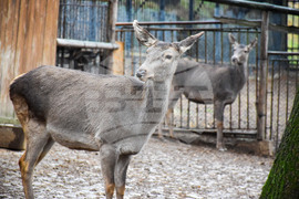 Благоевград - зоопарк