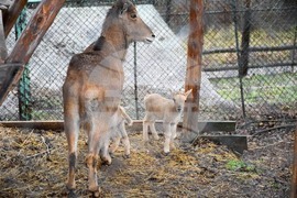Благоевград - зоопарк
