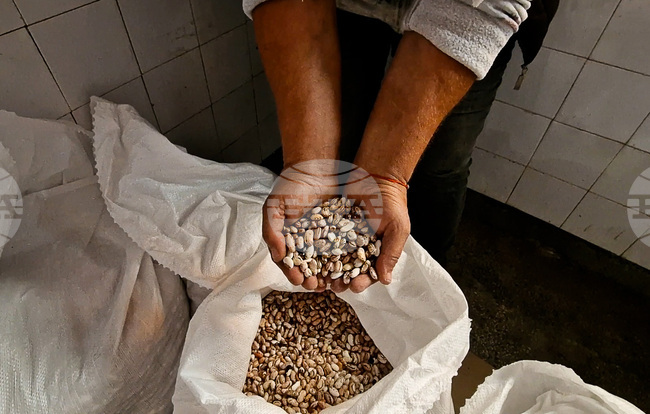 Държавен фонд "Земеделие" преведе 31,7 млн. лева на производителите на протеинови култури за Кампания 2024