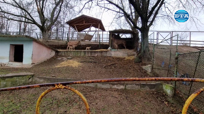 Две бебета гривест козирог са първите новородени животни в зоопарка в Благоевград от началото на годината