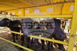 Сливен - Ден на българския производител