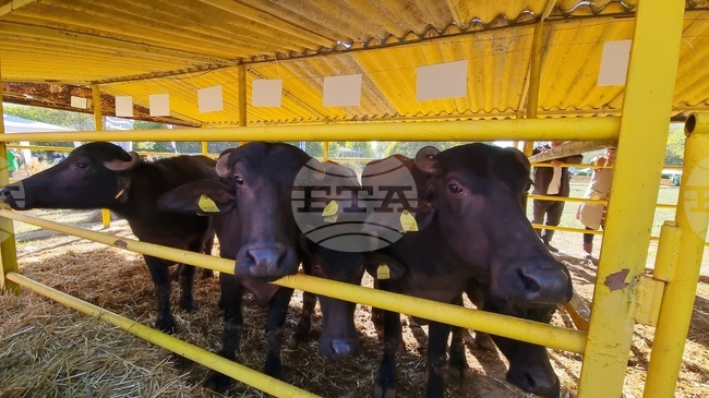 Сливен - Ден на българския производител