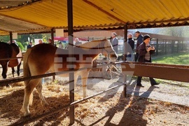 Сливен - Ден на българския производител