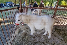 Сливен - Ден на българския производител