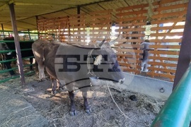 Сливен - Ден на българския производител