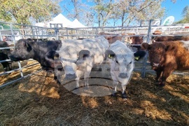 Сливен - Ден на българския производител