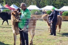 Сливен - Ден на българския производител - бик хайленд