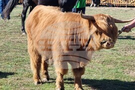 Сливен - Ден на българския производител - бик хайленд