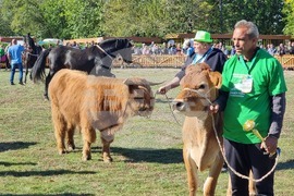 Сливен - Ден на българския производител - бик хайленд