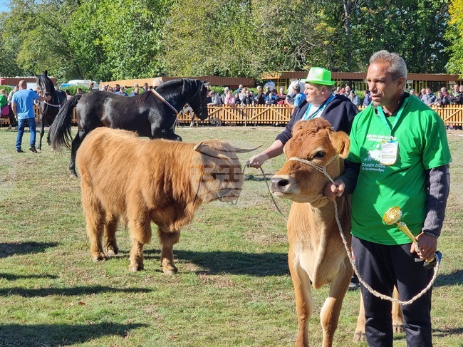 Сливен - Ден на българския производител - бик хайленд