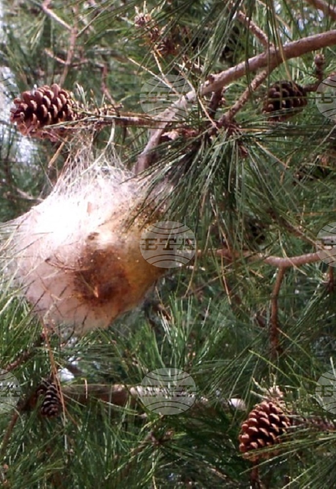 Over 1,200 ha Pine Forests across Bulgaria to Be Treated for Invasive Moth Pest