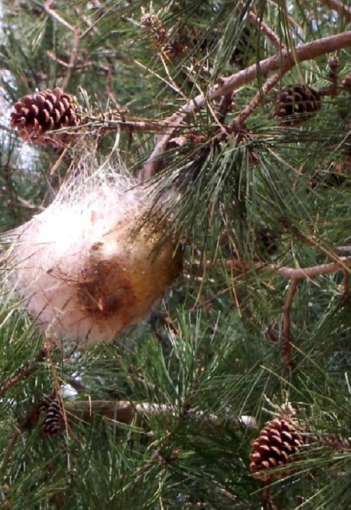 Изпълнителна агенция по горите: Над 12 000 дка гори ще бъдат третирани срещу борова процесионка през 2023 г.