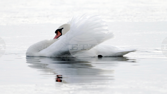 В Словения е регистриран първи случай на птичи грип за тази година