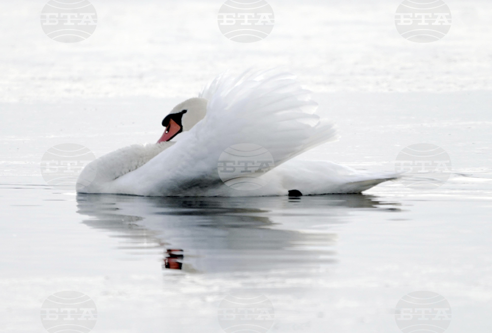 В Словения е регистриран първи случай на птичи грип за тази година