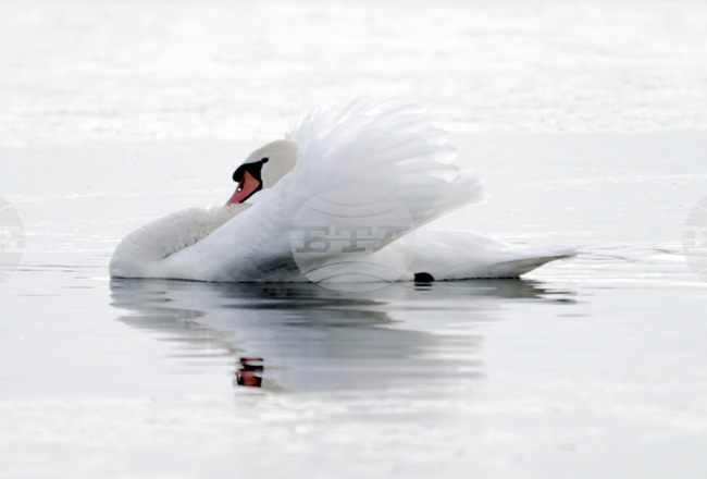 В Словения е регистриран първи случай на птичи грип за тази година