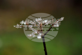 Село Лудогорци - зимни картини